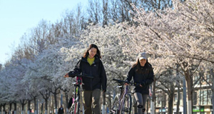 樱花烂漫春色迷人