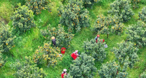 万亩晚熟柑橘助农增收