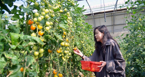 西红柿尝鲜季开幕