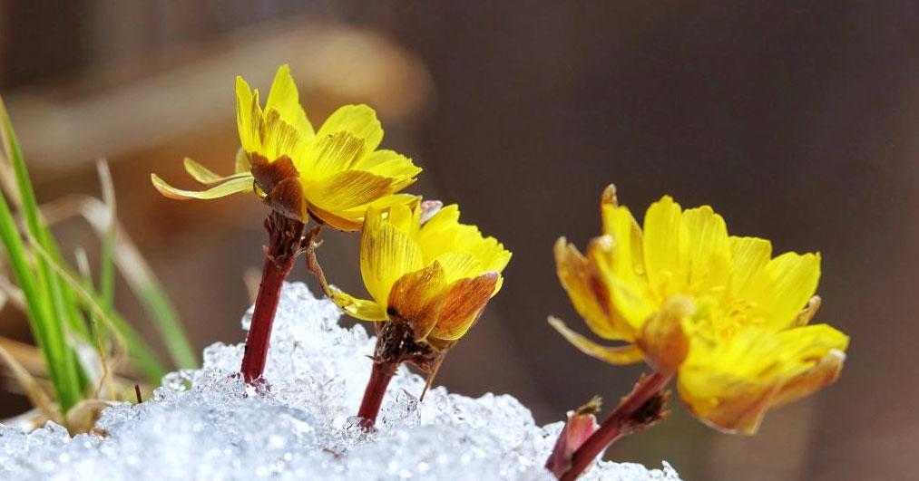 冰凌花破雪绽放迎春来