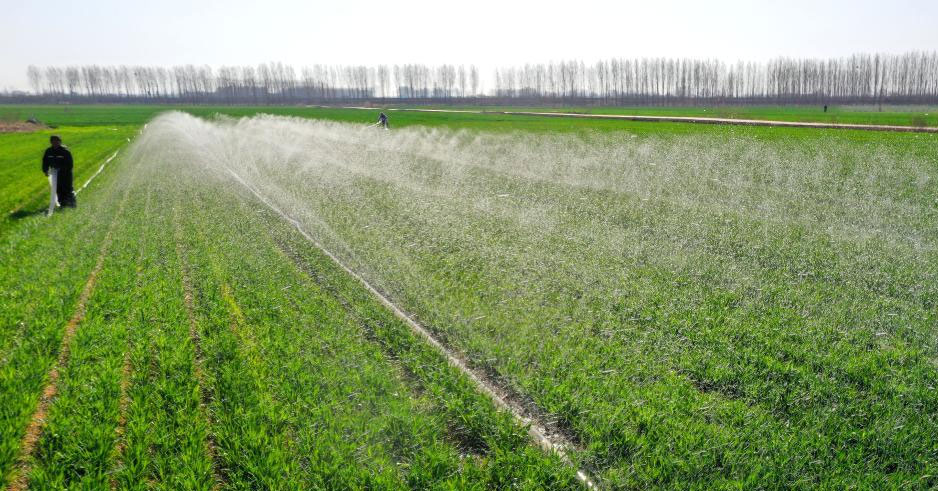 山东即墨：麦田春管忙