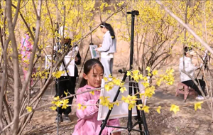 翼城:万亩连翘次第开 满目金黄入画来