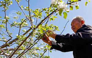 山西襄汾：果树春管助增产