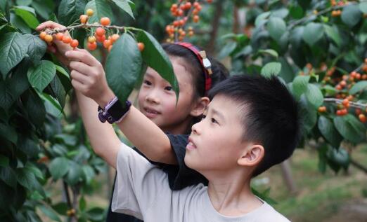 浙江诸暨：樱桃丰收季 乡村文旅热