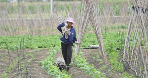 广西柳州：雨水渐多春耕忙