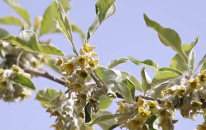 翼城：翅果油树花开 绘就生态华章