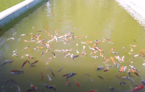 多彩锦鲤“游出”乡村振兴锦绣路