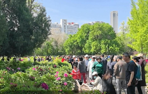 看春日里的花海盛宴 绚丽景致
