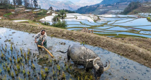 红河哈尼梯田续写农耕文明新传奇