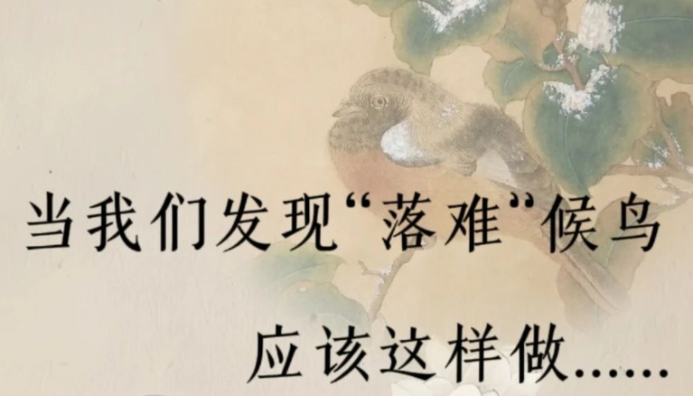 【图解】当我们发现“落难”候鸟 应该这样做
