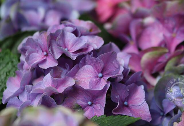 太原植物园绣球花浪漫绽放