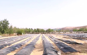 千亩白芦笋喜获丰收