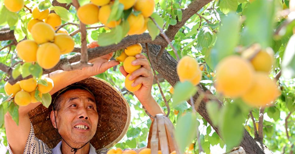 小满将至农事忙