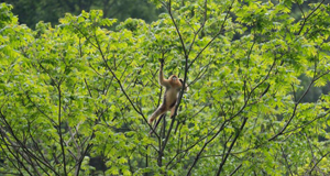 深山密林里的“金色精灵”
