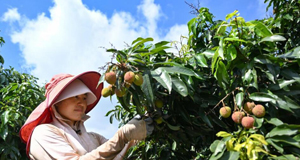 海南荔枝畅销海外