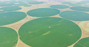 小草做成大产业