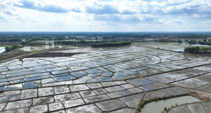 水稻迎来插秧季