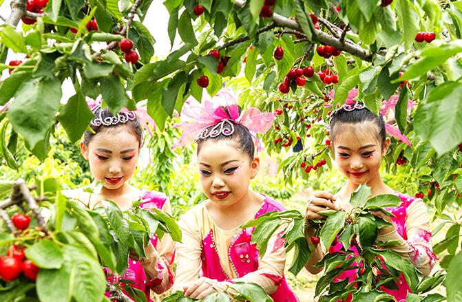 山西万荣：樱桃红满枝 采摘正当时