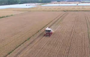 夏县：31.5万亩小麦陆续开镰收割