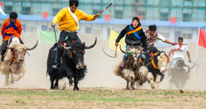 拉萨：山沟欢腾赛牦牛