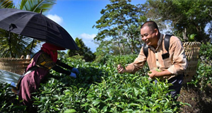 海南：助农增收 “黄金叶”