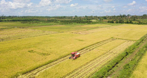 海口：“琼山福稻”香