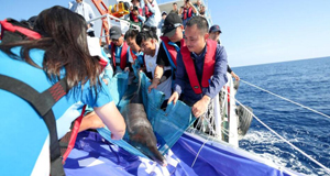 糙齿海豚被成功放归大海