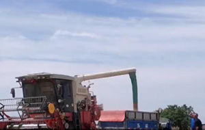 小麦托管护航"三夏"志愿服务助增收