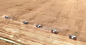 河北隆尧：小麦抢收忙