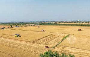 小麦收割激战正酣