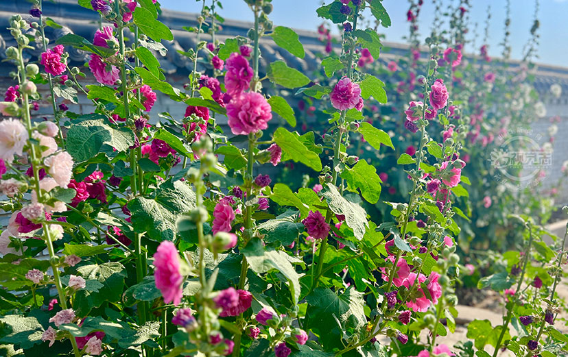 花开娇艳醉乡村