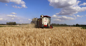 冀东小麦收获忙