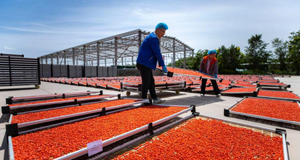 黄河水润枸杞红