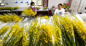 海南白沙：兰花产业助力乡村振兴