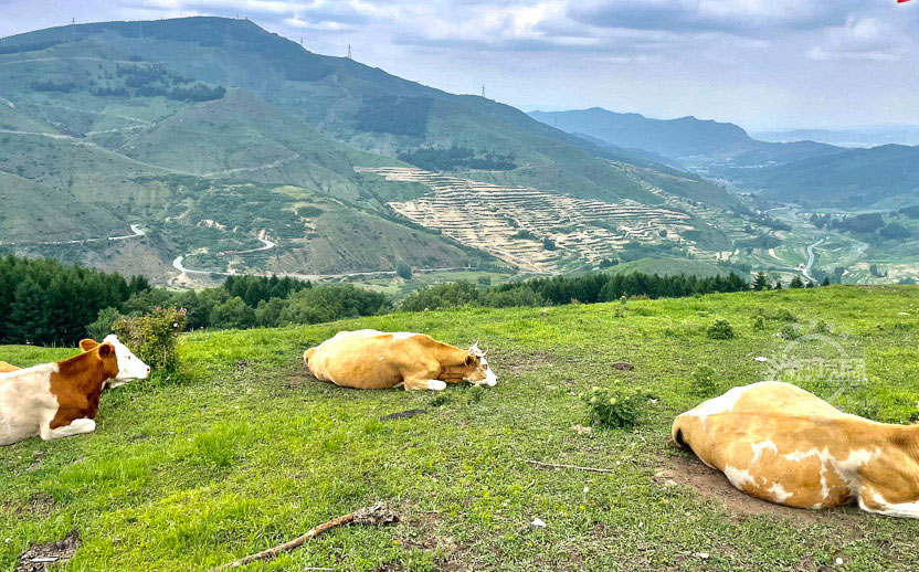 皇姑山：云端草甸上的生态调色盘 