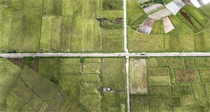 广西钦州：早稻收获忙