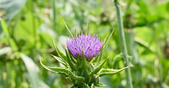 辽宁海城：“一地两种”助力农民增收