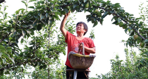 鲜梨成熟采收忙