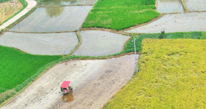 湖南衡阳：“双抢”进行时