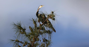 海南发现罕见鸟类黑腹蛇鹈
