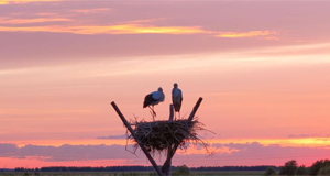 东方白鹳人工巢中羽翼丰