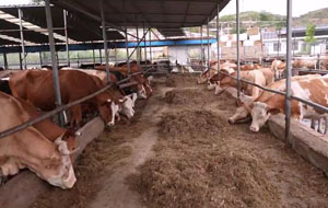 青年新农人的“养牛经”