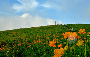 五台驼梁避暑地 金莲花开迎客来