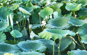 万荣：万亩荷花 竞相绽放