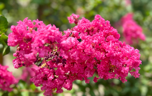 紫薇花开 如诗如画
