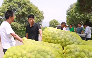 垣曲青皮核桃新鲜上市