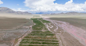 西藏革吉县推进草产业助群众增收