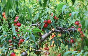 酵素农耕结硕果 桃园丰收采摘忙