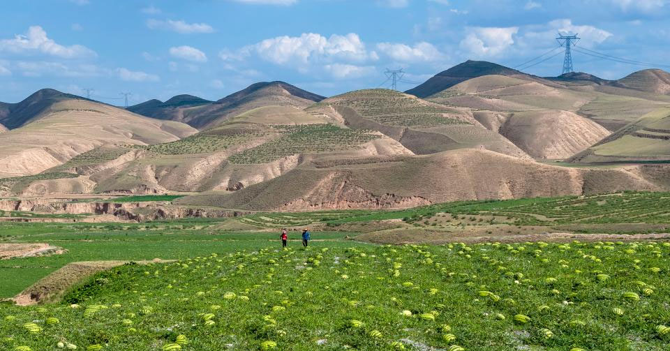 戈壁“绿宝石” 甜蜜上市