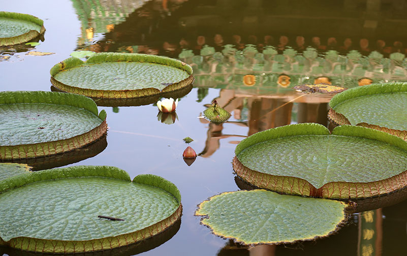 太原迎泽公园王莲绽放 